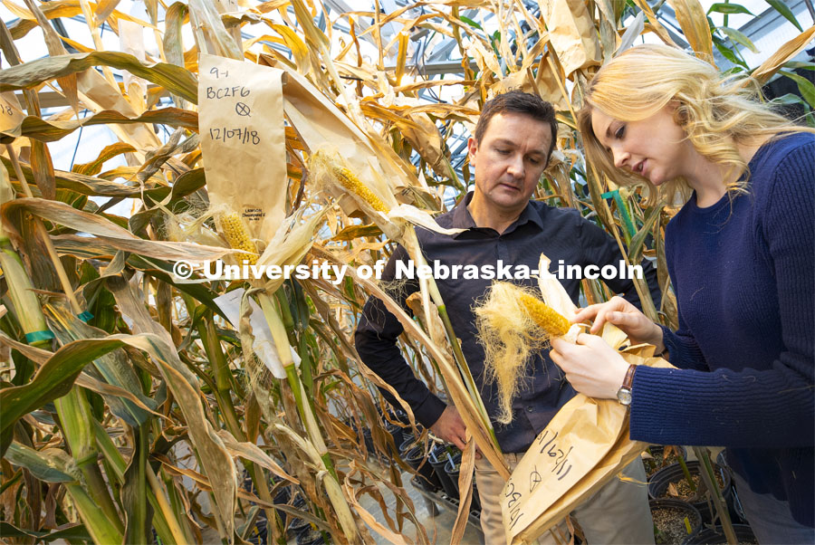 David Holding, Associate Professor in Agronomy and Horticulture, and graduate student Leandra Marshall compare a recently harvested ear to ones nearing harvest in The Beadle Center’s greenhouse. The researchers have developed a new line of popcorn high in protein. January 30, 2019. Photo by Craig Chandler / University Communication.