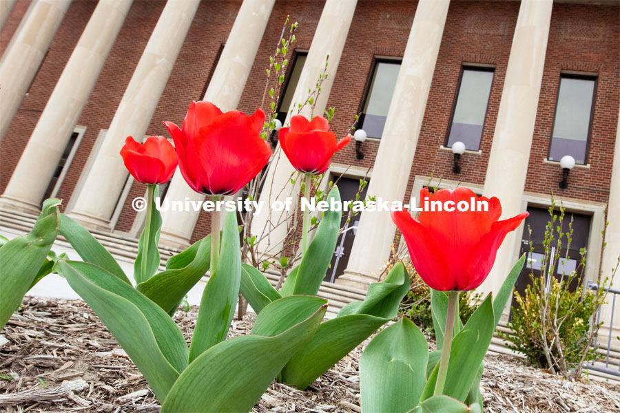 Spring flowers (tulips) make their appearance beside the Coliseum on City Campus. April 10, 2019. Photo by Greg Nathan / University Communication.