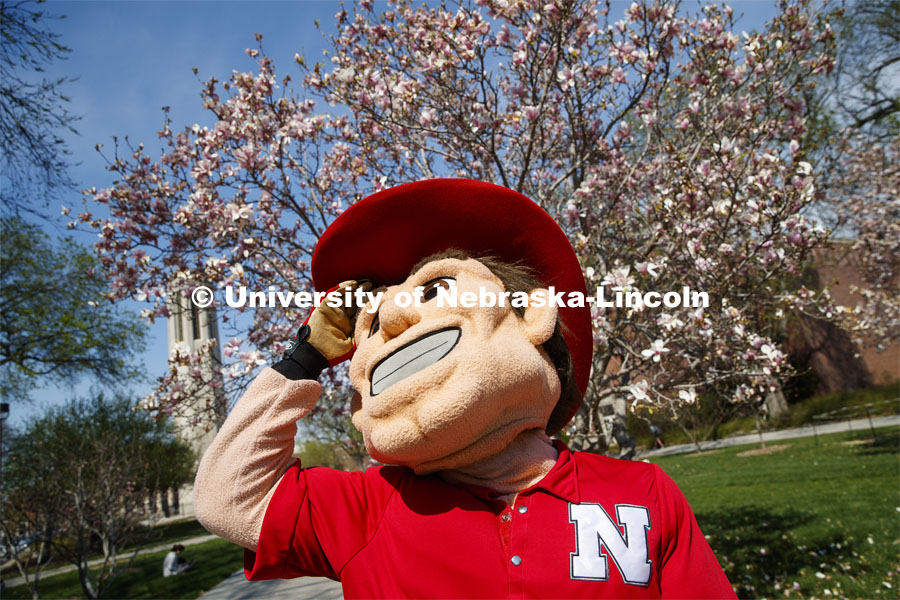 Herbie Husker poses in front of a flowering tree with the Mueller Bell Tower in the background. City Campus on a beautiful spring day. April 16, 2019. Photo by Craig Chandler / University Communication.