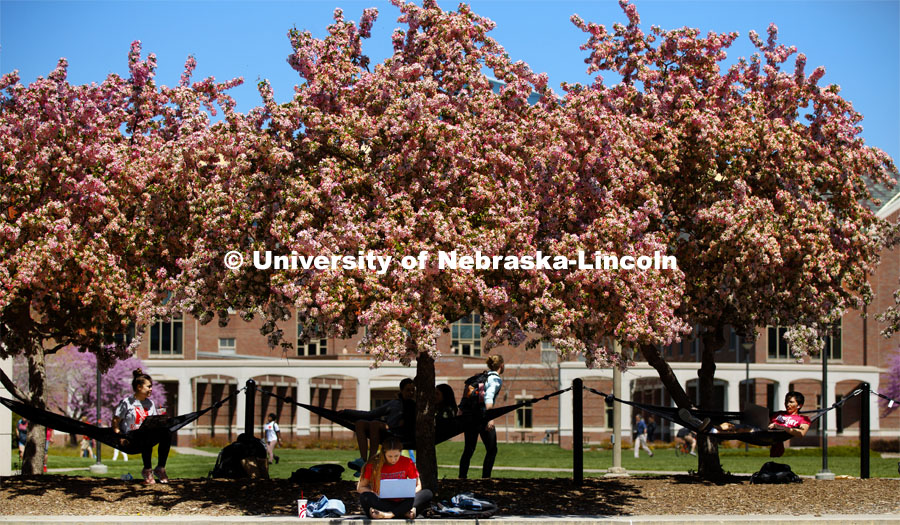 Students are surrounded by flowering trees while they hammock by the Union Plaza. Spring on city campus. April 24, 2019. Photo by Craig Chandler / University Communication.