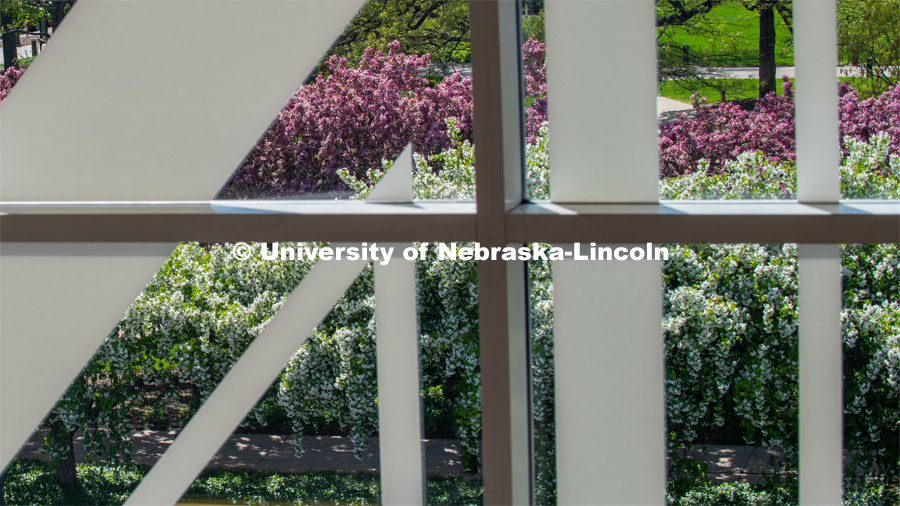 Blooming spring flowers and trees can be seen by looking through the windows of the Nebraska Union on City Campus. April 24, 2019. Photo by Greg Nathan / University Communication.