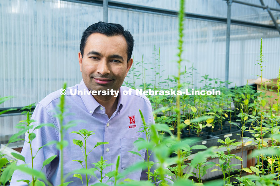 Amit Jhala (pictured in a greenhouse), Associate Professor and Extension weed management specialist in the Department of Agronomy and Horticulture at the University of Nebraska–Lincoln. Photo for the 2019 publication of the Strategic Discussions for Nebraska magazine. June 6, 2019. Photo by Greg Nathan, University Communication.