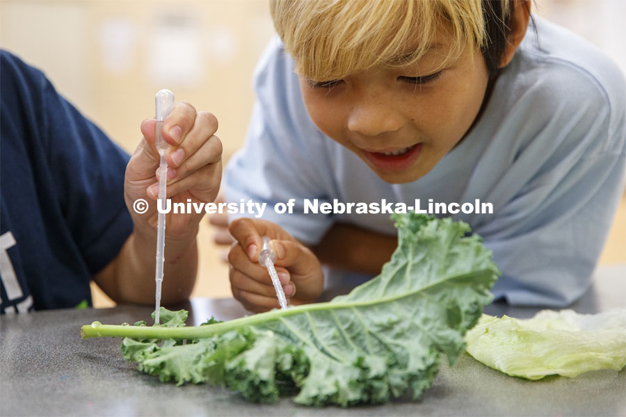 Elementary-age students in Omaha's Kennedy Elementary place droplets of water on kale to learn about nano technology and water Wednesday afternoon. STEMentors is helping put on summer camps with Imagine Science. June 19, 2019. Photo by Craig Chandler / University Communication.