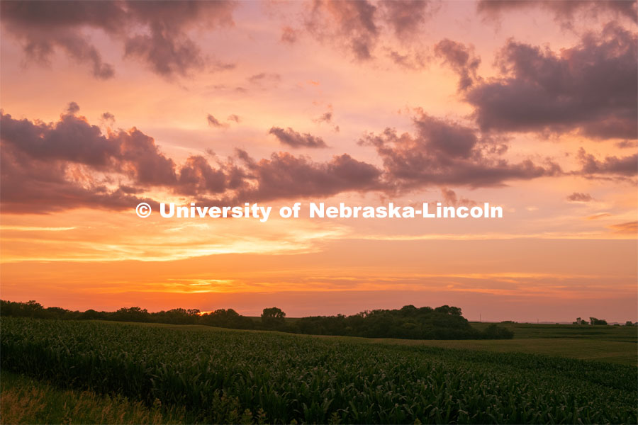Corn Field at the Eastern Nebraska Research and Extension Center. July 2, 2019. Photo by Gregory Nathan / University Communication.