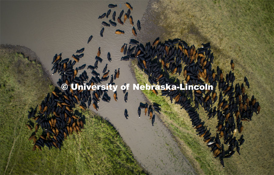 Aerial view of Cattle in the sandhills 3 miles north of Berwyn, NE along Highway 70. July 11, 2019. Photo by Craig Chandler / University Communication.