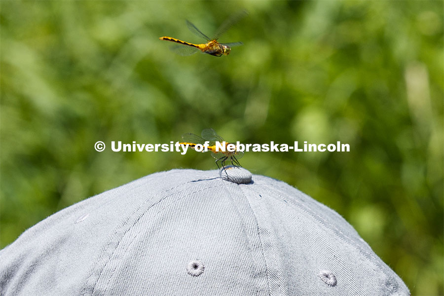 A dragonfly uses Kayla Vondracek's cap as a landing pad. Jessica Corman, assistant professor in the School of Natural Resources, UCARE research group researching algae in the Niobrara River. Fort Niobrara National Wildlife Refuge. July 12, 2019. Photo by Craig Chandler / University Communication.