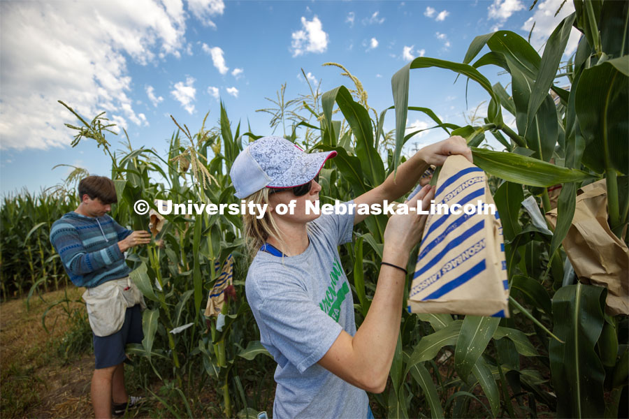 Leandra Parsons, PhD student from Oakley, KS, bags the tassels of the popcorn hybrid she is researching. David Holding, Associate Professor of Agronomy and Horticulture, and his team is pollenating popcorn hybrids at their East Campus field. July 17, 2019. Photo by Craig Chandler / University Communication.