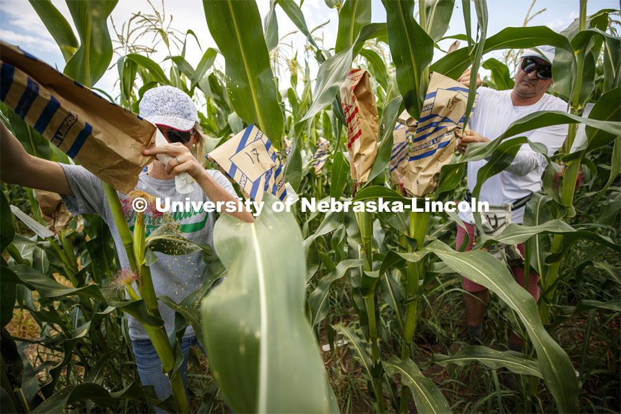 Leandra Parsons, PhD student from Oakley, KS, and David Holding, Associate Professor of Agronomy and Horticulture, bags the tassels of the popcorn hybrid they are researching at their East Campus field. July 17, 2019. Photo by Craig Chandler / University Communication.