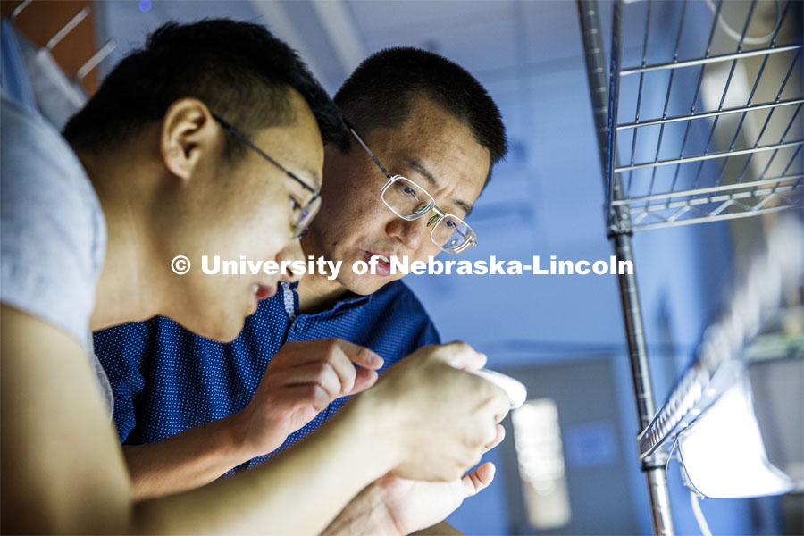 Yanbin Yin, Associate Professor in Food Science and Technology, looks over algae samples with post-doc Xuehuan Feng. Yin is a National Science Foundation CAREER Award winner who is a new researcher with the Food for Health Center. July 22, 2019. Photo by Craig Chandler / University Communication.