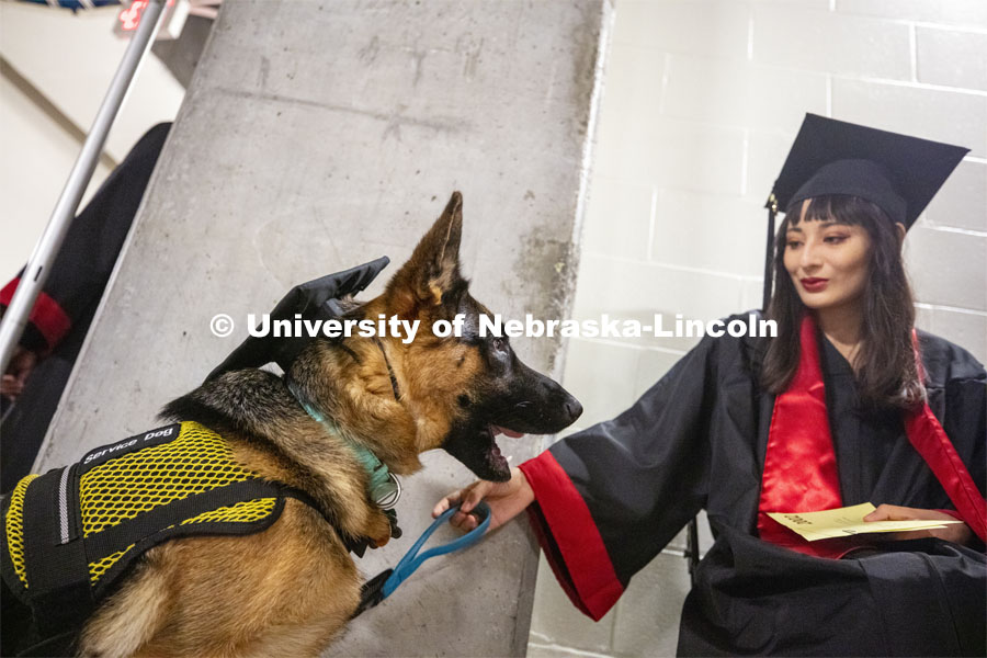 Mischa, Daffnie Realpe's service dog, sports his own mortar board as the two wait for the beginning of commencement. 2019 Summer Commencement at Pinnacle Bank Arena. August 17, 2019. Photo by Craig Chandler / University Communication.
