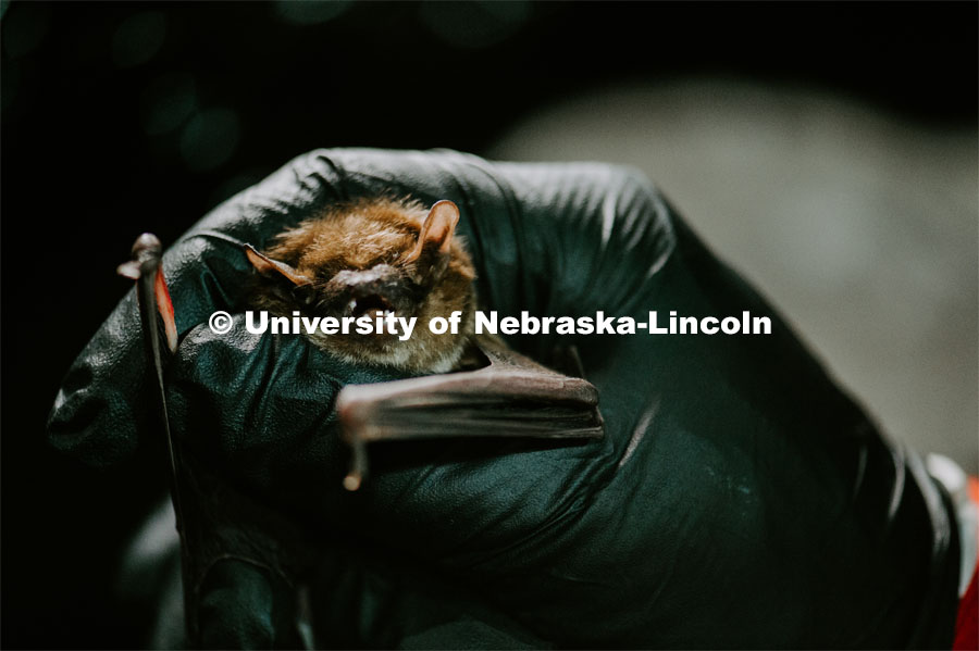Nebraska graduate student Christopher Fill is studying the patterns of bats living at Homestead National Monument near Beatrice. Christopher holds the bat tight so he can study it. August 19, 2019. Photo by Justin Mohling / University Communication.