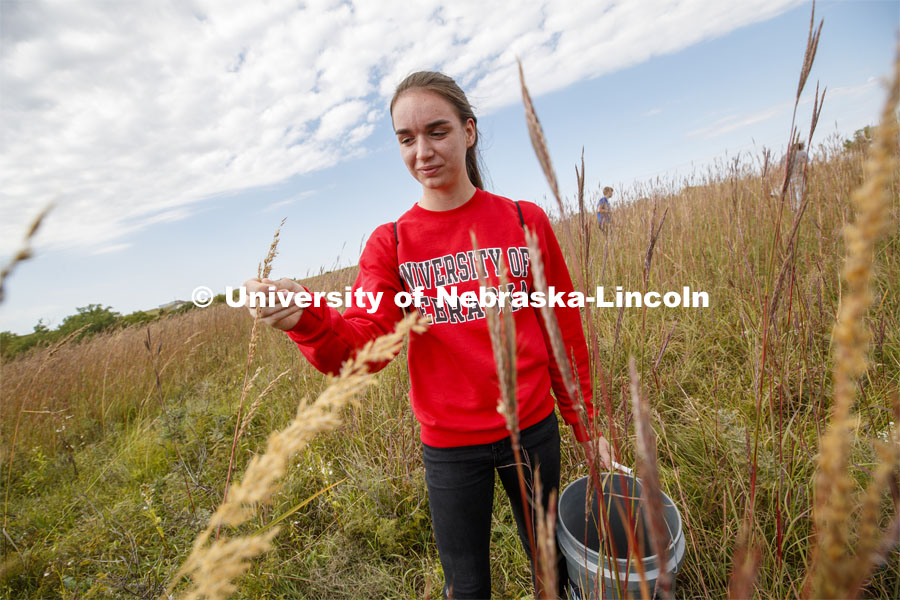 Miriam Schlechte, freshman in Environmental Studies from Gretna, zips seeds off of grasses. Natural Resources 101 course learns about tall grass plants and range management at Nine Mile Prairie northwest of Lincoln. September 26, 2019. Photo by Craig Chandler / University Communication.