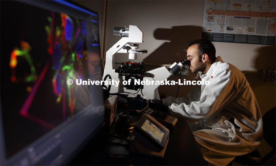 Amir Monemian, graduate student in biomedical engineering, peers through a microscope. He is looking at cells being engineered for their holding strength. Mechanical and Materials Engineering photo shoot. November 5, 2019. Photo by Craig Chandler / University Communication.