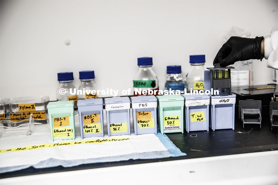 Lab samples lined up on the counter. Mechanical and Materials Engineering photo shoot. November 5, 2019. Photo by Craig Chandler / University Communication.