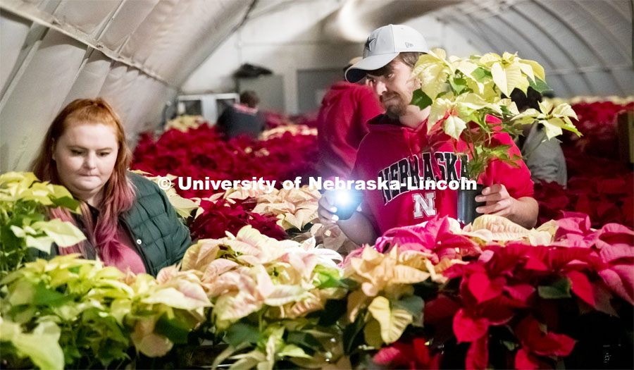 Twas the night before the poinsettia sale and all through the greenhouse, Nebraska Horticulture Club members sort poinsettias for the annual sale. Shelby Binns, left, and Korbin Tyler sort plants by pot size. The greenhouse at night isn't brightly lighted so Korbin uses his phone's flashlight to help with sizing the plants by pot size. December 4, 2019. Photo by Craig Chandler / University Communication.