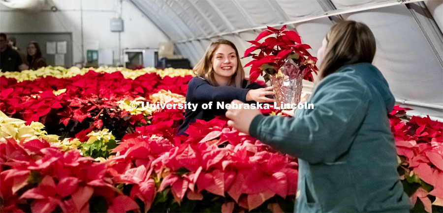 Twas the night before the poinsettia sale and all through the greenhouse, Nebraska Horticulture Club members sort poinsettias for the annual sale. Kaley Wilcox hands a plant to Leslie Aase as they sorted the plants by size. December 4, 2019. Photo by Craig Chandler / University Communication.