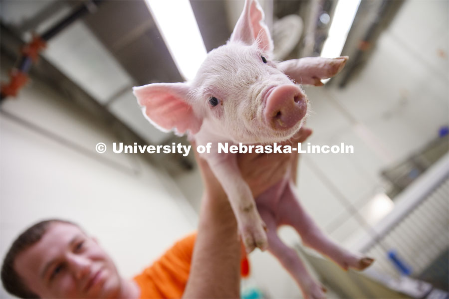 Clayton Thomas, freshman in Animal Science from Bloomington, IL, holds a baby pig. Students in ASCI 150 - Animal Production Skills. March 12, 2020. Photo by Craig Chandler / University Communication.