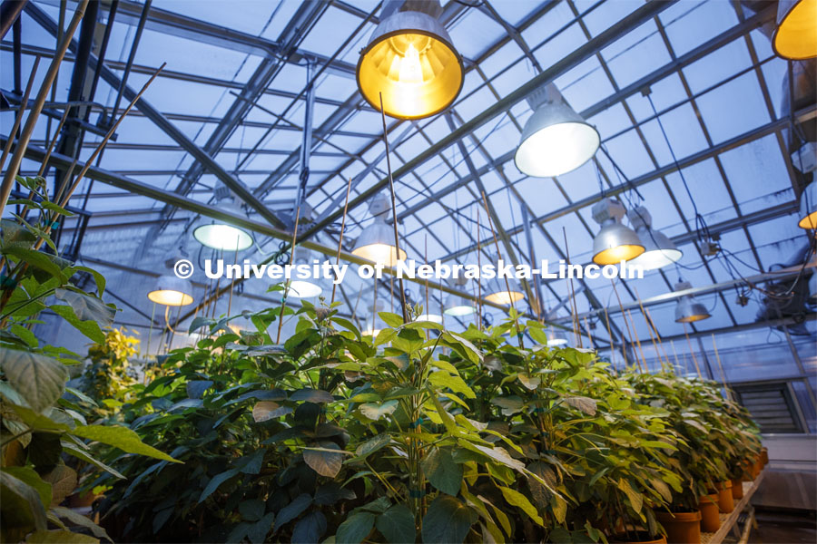 Most of campus is shut down as a result of the Corona virus, but work continues in the Beadle Greenhouse. March 27, 2020. Photo by Craig Chandler / University Communication.