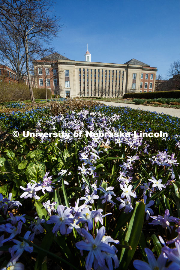 The Love Gardens in front of Love Library bloom with blue sky on city campus. March 30, 2020. Photo by Craig Chandler / University Communication.