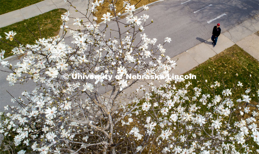 A young man in a Husker hat walks by a magnolia tree in bloom on East Campus. March 31, 2020. Photo by Craig Chandler / University Communication.