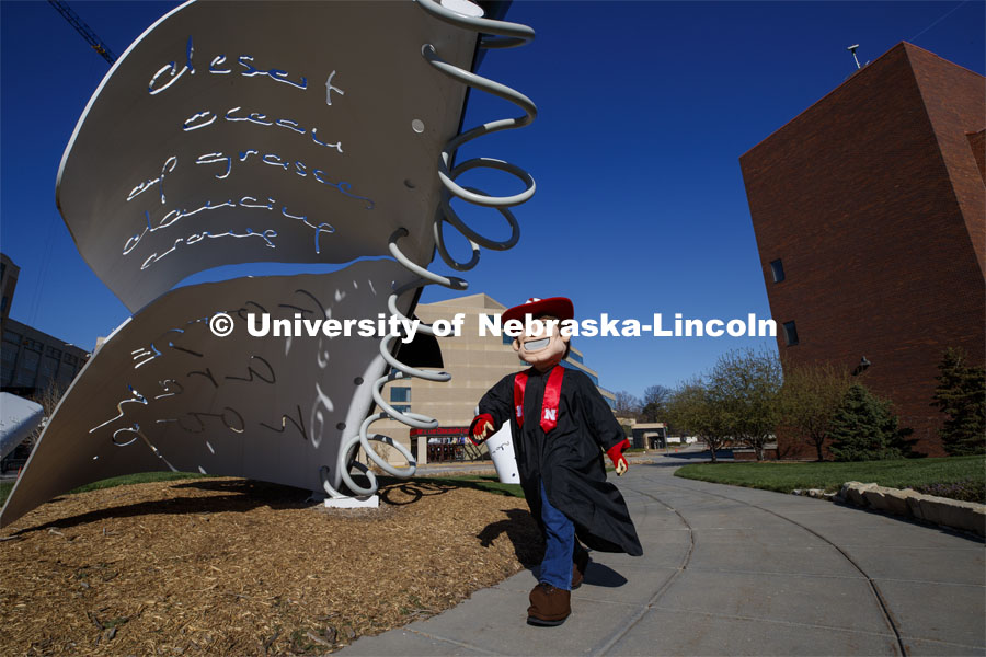 Herbie Husker walks past the Torn Notebook sculpture on City Campus wearing his graduation gown for the Spring Commencement that was which streamed online and aired on NET because of the COVID-19 pandemic. April 10, 2020. Photo by Craig Chandler / University Communication.