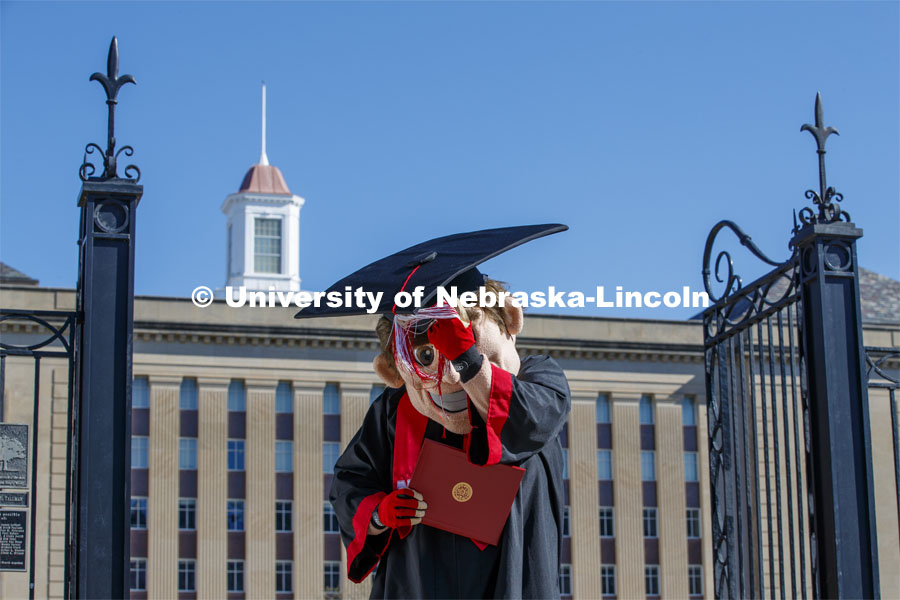 Herbie Husker turns his tassel in front of Love Library, and is decked out in graduation attire for the Spring Commencement that was which streamed online and aired on NET because of the COVID-19 pandemic. April 10, 2020. Photo by Craig Chandler / University Communication.