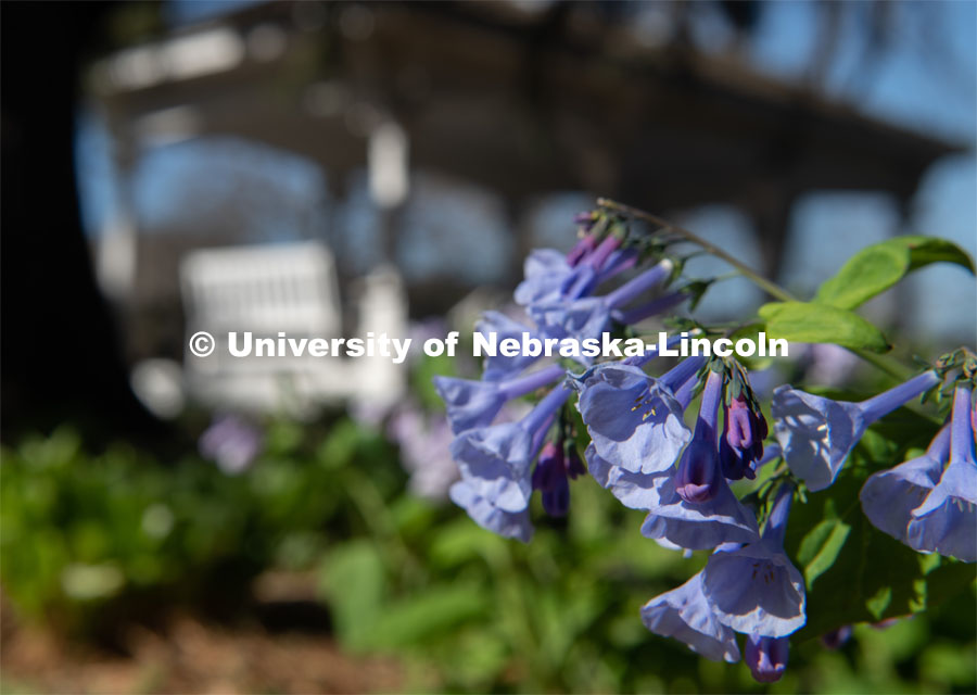 Spring flowers bloom around Perin’s Porch on East Campus. April 21, 2020. Photo by Gregory Nathan / University Communication.