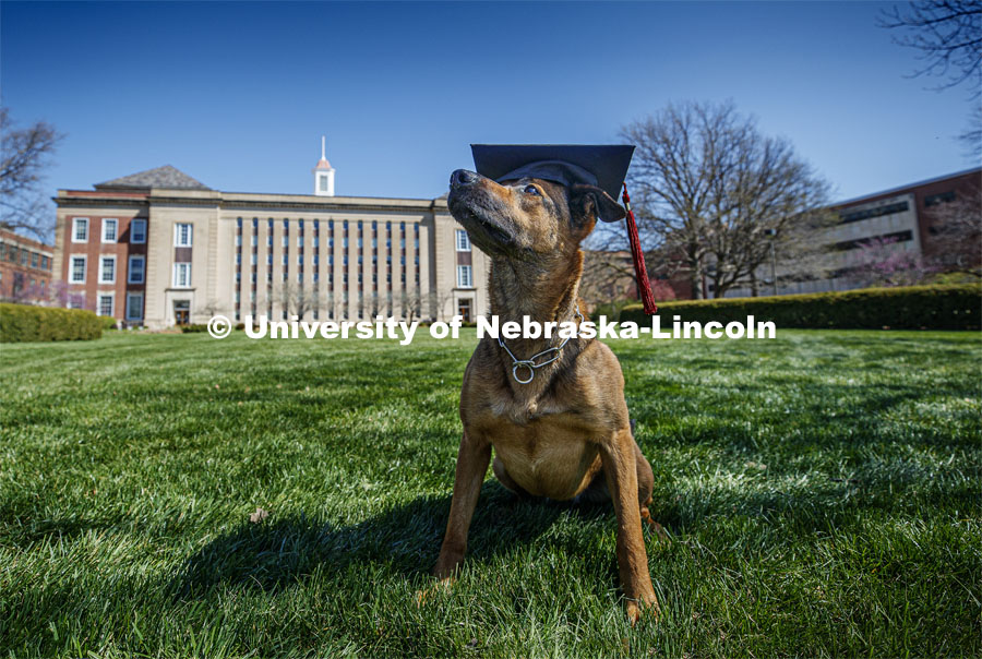 UNL Police K-9 Dog, Layla decked out for commencement in a mortar board with Love Library in the background. April 23, 2020. Photo by Craig Chandler / University Communication.