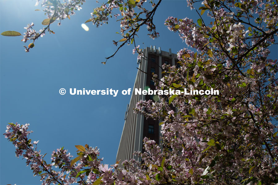 Spring trees and flowers bloom on City Campus near Old Father Hall. April 21, 2020. Photo by Gregory Nathan / University Communication.