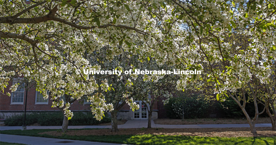 Spring trees bloom on City Campus. April 30, 2020. Photo by Craig Chandler / University Communication.