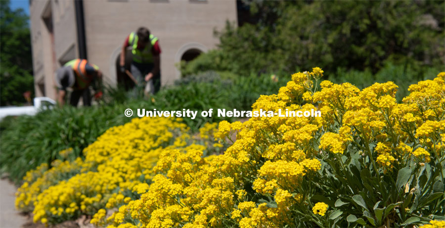 Landscape Services work on the flower beds. Spring is in bloom on East Campus. May 5, 2020. Photo by Gregory Nathan / University Communication.