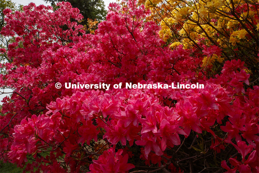 Azaleas bloom in the Maxwell Arboretum on East campus blooms. May 12, 2020. Photo by Craig Chandler / University Communication.