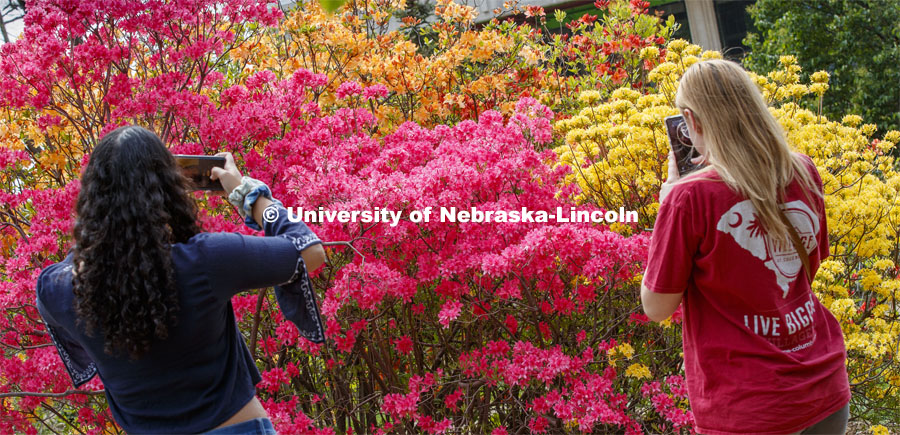 Destinee Turner and Audrey Aven photograph a Rosy Lights Azalea and a Narcissiflorum Rhododendron which are a beacon of color in East Campus' Maxwell Arboretum. East campus blooms. May 12, 2020. Photo by Craig Chandler / University Communication.