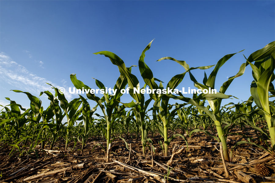 Corn grows in a field north of Adams, Nebraska. June 9, 2020. Photo by Craig Chandler / University Communication.