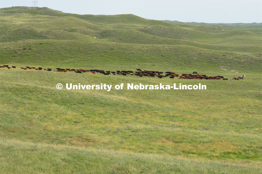 Ranchers ride on horseback to round up the cattle for branding and tagging. Cattle and livestock on the Diamond Bar Ranch north of Stapleton, NE, in the Nebraska Sandhills. June 23, 2020. Photo by Natalie Jones.  Photos are for UNL use only.  Any outside use must be approved by the photographer.