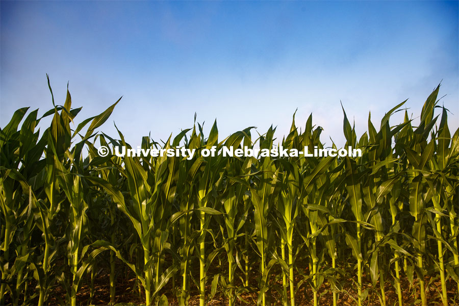 Corn grows in the Agriculture fields at 84th and Havelock. June 30, 2020. Photo by Craig Chandler / University Communication.