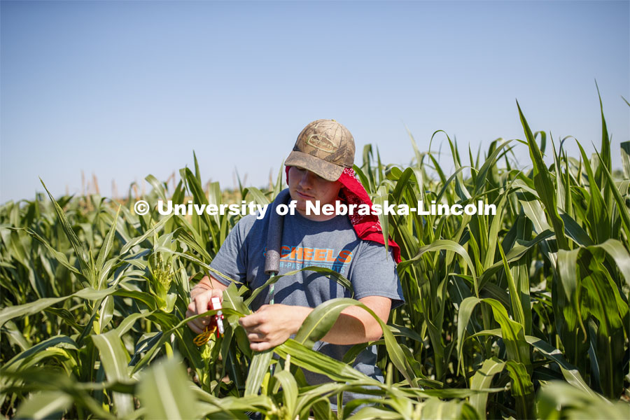 Isaac Stevens uses a punch to collect samples from the leaves of several corn plants in each plot at the University of Nebraska–Lincoln’s Department of Agronomy and Horticulture research fields at 84th and Havelock. The leaf punches will be tested for high throughput RNA and will be tested across it's 30,000 genes and almost 300 metabolites. The student workers are testing the plants as part of James Schnable's research group. July 8, 2020. Photo by Craig Chandler / University Communication.