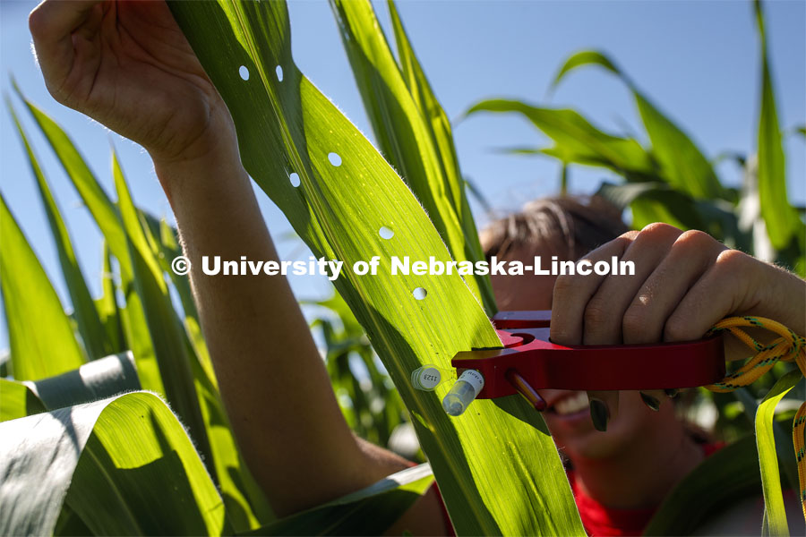 Sierra Conway uses a punch to collect samples from the leaves of several corn plants in each plot at the University of Nebraska–Lincoln’s Department of Agronomy and Horticulture research fields at 84th and Havelock. The leaf punches will be tested for high throughput RNA and will be tested across it's 30,000 genes and almost 300 metabolites. The student workers are testing the plants as part of James Schnable's research group. July 8, 2020. Photo by Craig Chandler / University Communication.