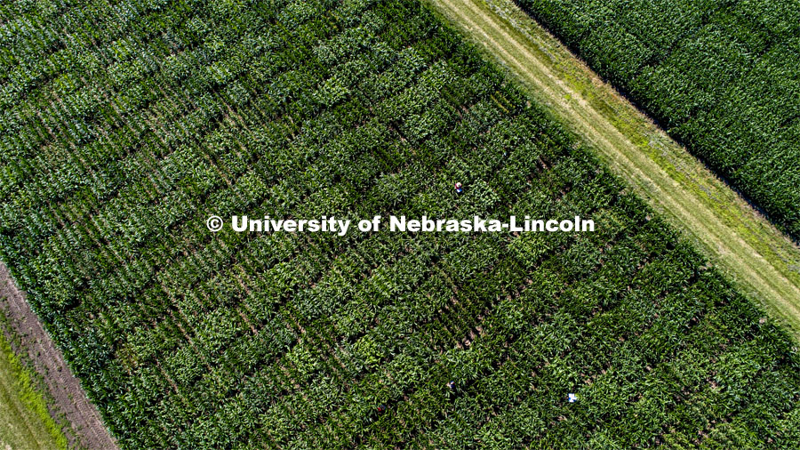 Students use a punch to collect samples from several corn plants in each plot at the University of Nebraska–Lincoln’s Department of Agronomy and Horticulture research fields at 84th and Havelock. The leaf punches will be tested for high throughput RNA and will be tested across it's 30,000 genes and almost 300 metabolites. The student workers are testing the plants as part of James Schnable's research group. July 8, 2020. Photo by Craig Chandler / University Communication.