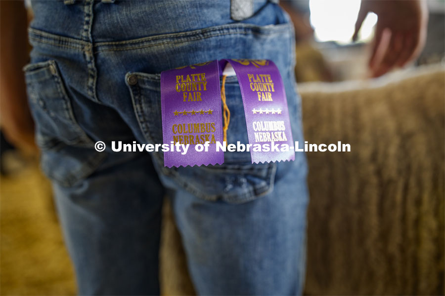 Ribbons stick out from the jean pockets of Paul Littlefield of Surprise, Nebraska. He took the Registered Breeding Ewes class Reserve Champion title home. The Platte County Fair in Columbus, NE, changed this year because of COVOD-19. Each livestock/animal show is a “show and go” format where 4-H'ers don't stay in the livestock barns as is tradition but transport their animals on the day of the show and work out their livestock trailers. Participants must wear a mask in the show ring. July 10, 2020. Photo by Craig Chandler / University Communication.