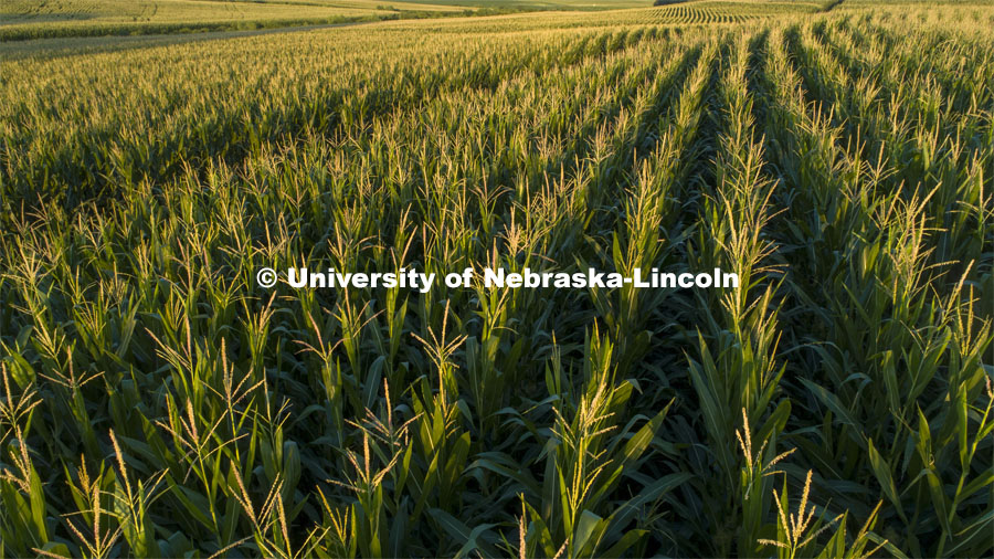 Corn fields tassel north of Adams, Nebraska. July 17, 2020. Photo by Craig Chandler / University Communication.