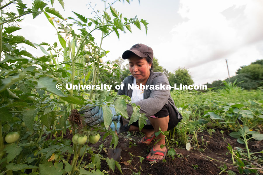 Indra Grung of Omaha pulls weeds from the tomato plants in the garden she and her family grow at Cooper Farm in Omaha, Nebraska. July 21, 2020. Photo by Gregory Nathan / University Communication.
