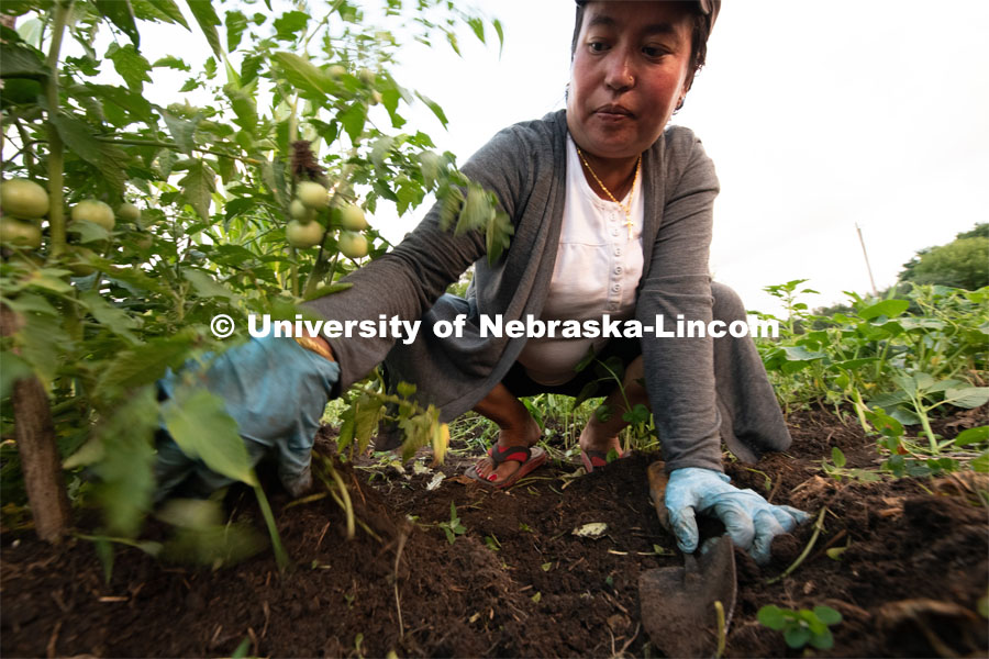 Indra Grung of Omaha pulls weeds from the tomato plants in the garden she and her family grow at Cooper Farm in Omaha, Nebraska. July 21, 2020. Photo by Gregory Nathan / University Communication.