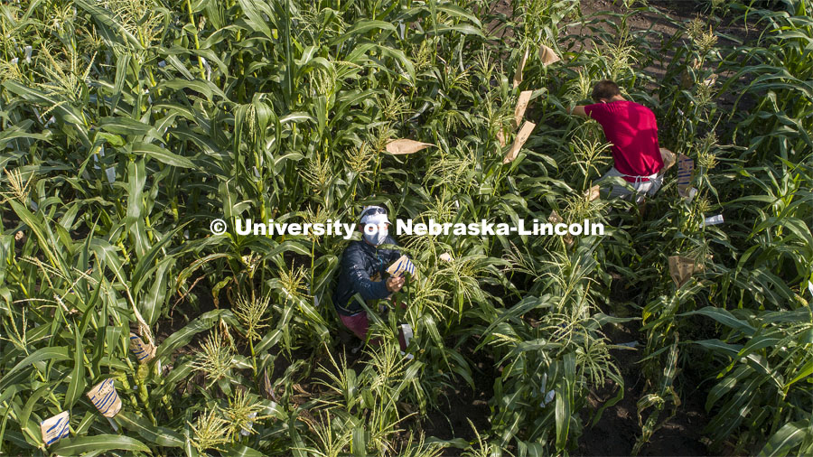 David Holding, Associate Professor of Agronomy and Horticulture, and Caleb Wehrbein, senior in plant biology, pollenating popcorn in test plots on East Campus. July 22, 2020. Photo by Craig Chandler / University Communication.