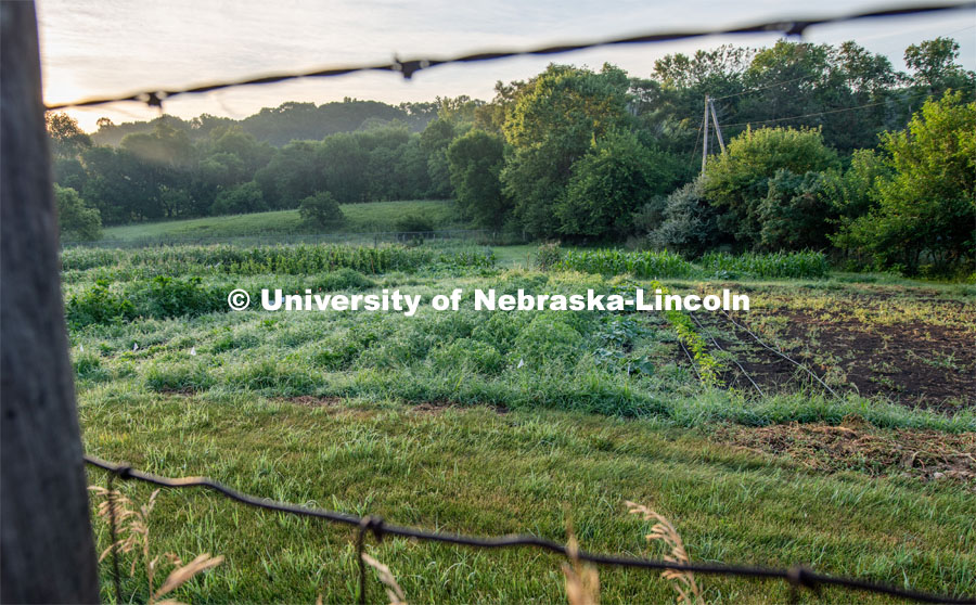 Garden plots at Cooper Farm in Omaha, Nebraska. July 22, 2020. Photo by Gregory Nathan / University Communication.