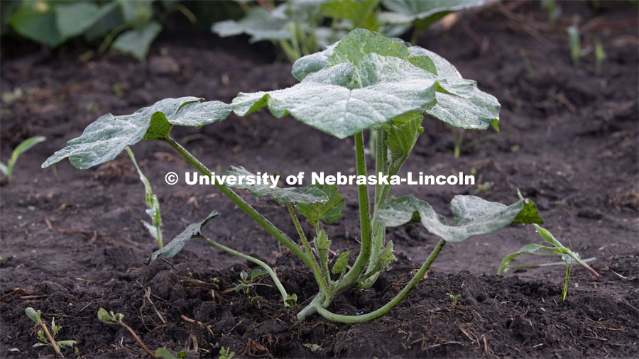 Plants growing in the garden plots at Cooper Farm in Omaha, Nebraska. July 22, 2020. Photo by Gregory Nathan / University Communication.
