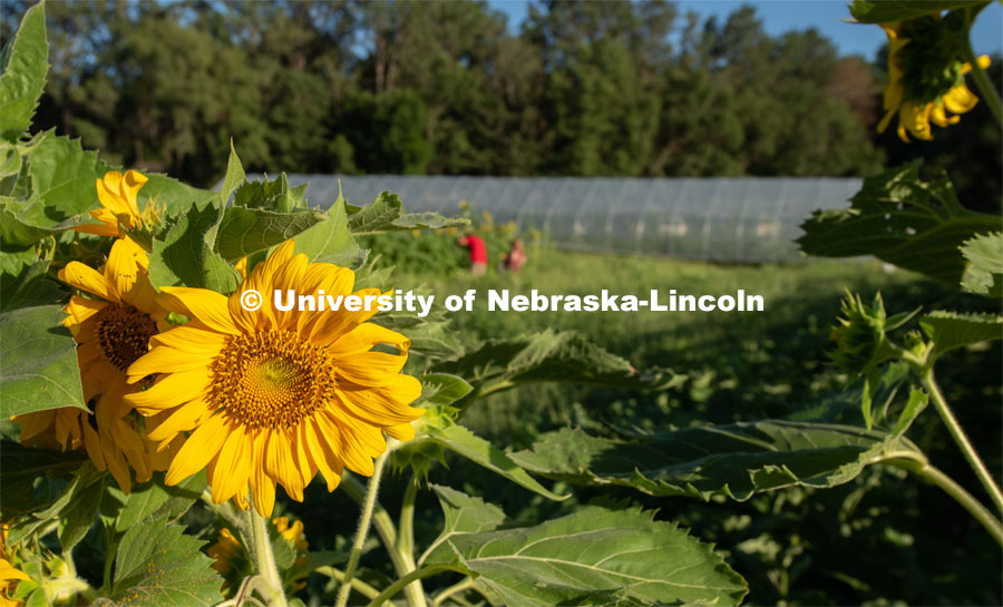 Sunflowers blooming, Lincoln families work their garden area at Prairie Pines in east Lincoln. July 27, 2020. Photo by Gregory Nathan / University Communication.