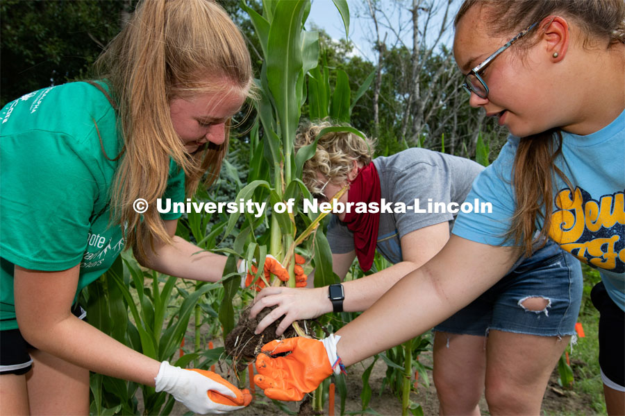 Natalie Keller (green shirt) and Remi Christensen examine the roots and dirt of a corn plant from which they will take samples. They will test the microorganisms in the soil that will later be studied and compared to different soils across Nebraska. The girls are a part of the Plant Class which they are taking though Seward Highschool, Biochemistry and EPSCOR. The high school soil science camp that was originally to be held on campus was reimagined, so participants did the research in their own yards. August 6, 2020. Photo by Gregory Nathan / University Communication. 