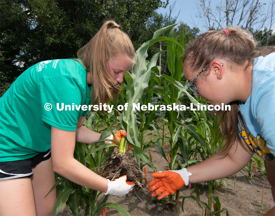 Natalie Keller (green shirt) and Remi Christensen examine the roots and dirt of a corn plant from which they will take samples. They will test the microorganisms in the soil that will later be studied and compared to different soils across Nebraska. The girls are a part of the Plant Class which they are taking though Seward Highschool, Biochemistry and EPSCOR. The high school soil science camp that was originally to be held on campus was reimagined, so participants did the research in their own yards. August 6, 2020. Photo by Gregory Nathan / University Communication. 