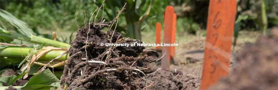 Garden plot where different types of corn were planted. Students in the Plant Class wash and collect soil from the corn roots so it can be tested for microorganisms that will later be studied and compared to different soils across Nebraska. The high school soil science camp that was originally to be held on campus was reimagined, so participants did the research in their own yards. August 6, 2020. Photo by Gregory Nathan / University Communication. 